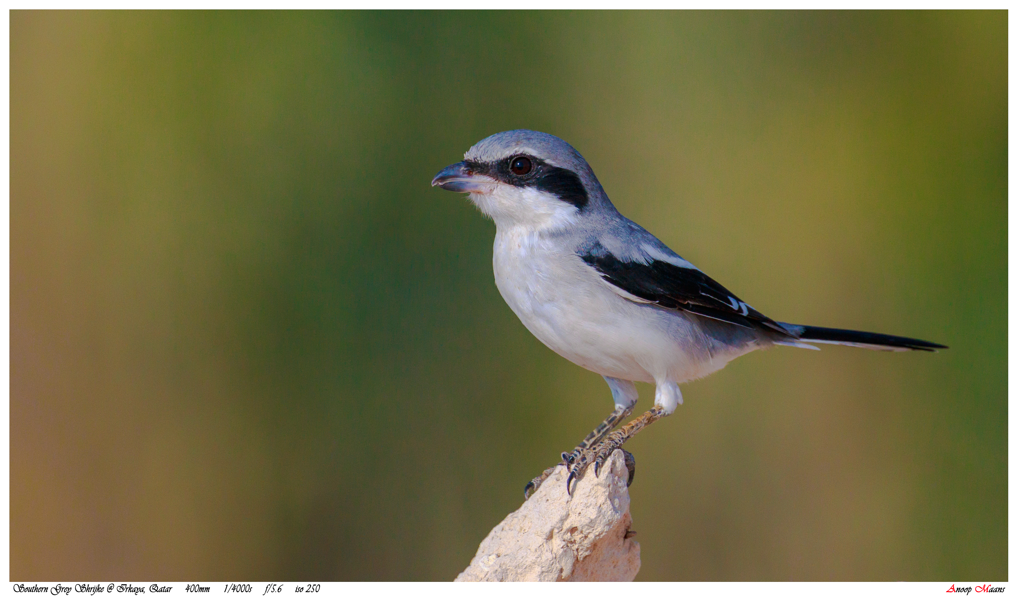 Shrike, Southern Grey