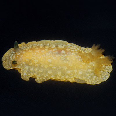 Doriopsilla nigrocera