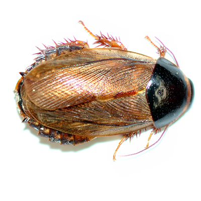 Oriental Cockroach