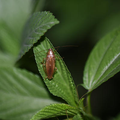 German Cockroach