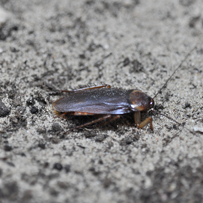 American Cockroach