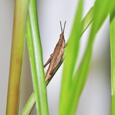 Cylindric Grasshopper