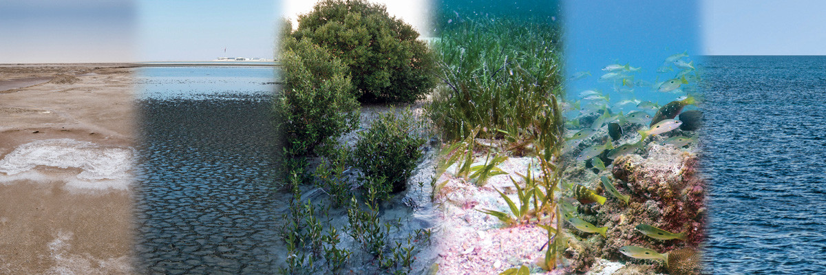 Coastal Marine Environment