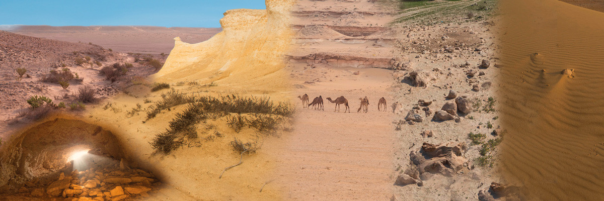 Terrestrial Environment